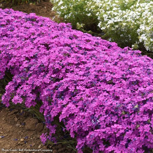Phlox Candy Cloud&trade; Dark Pink Creeping Phlox Image
