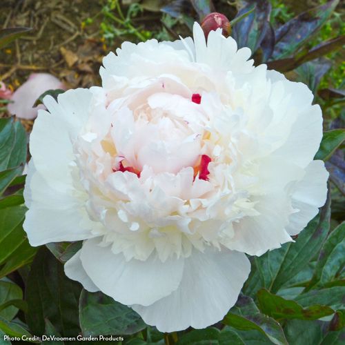 Paeonia Madame de Verneville Peony Image