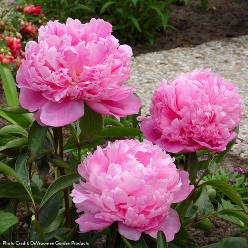 Paeonia Monsieur Jules Elie Peony Image