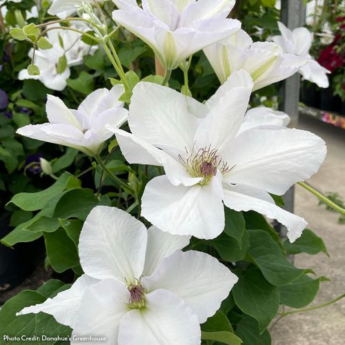 Clematis Guernsey Flute&trade; Image