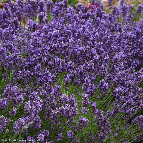 Lavandula 'SuperBlue' English Lavender Image