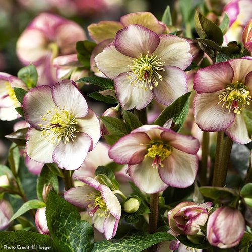 Helleborus HGC&reg; Ice N' Roses&reg; Maddy Marble Hellebore Image