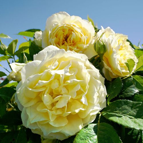 Lemon Burst Floribunda Rose Image