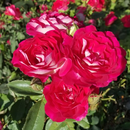 Magenta Magic Floribunda Rose Image