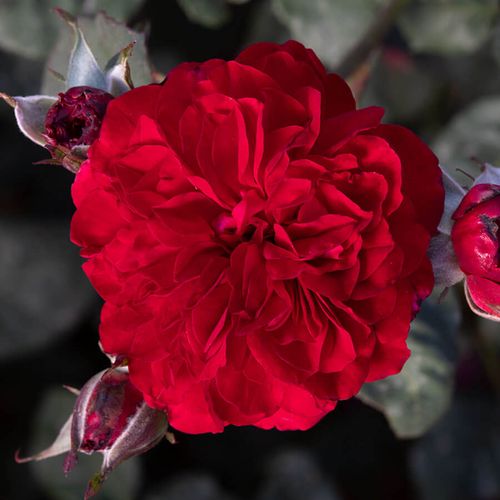 Never Been Redder Floribunda Rose Image
