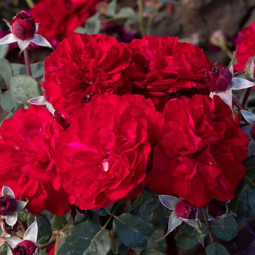 Never Been Redder Floribunda Rose Image