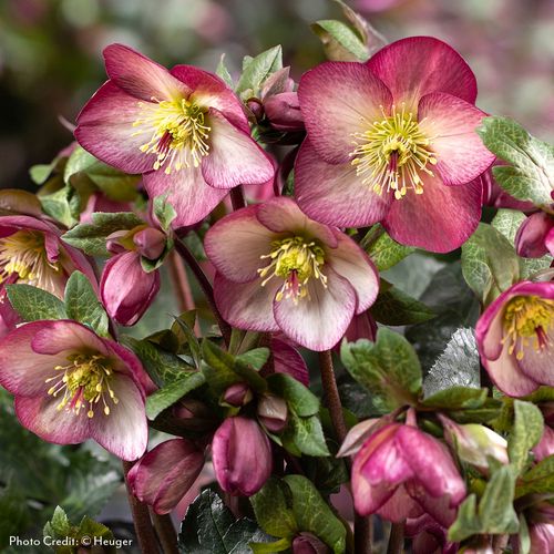 Helleborus HGC&reg; Ice N' Roses&reg; Mary Marble Hellebore Image