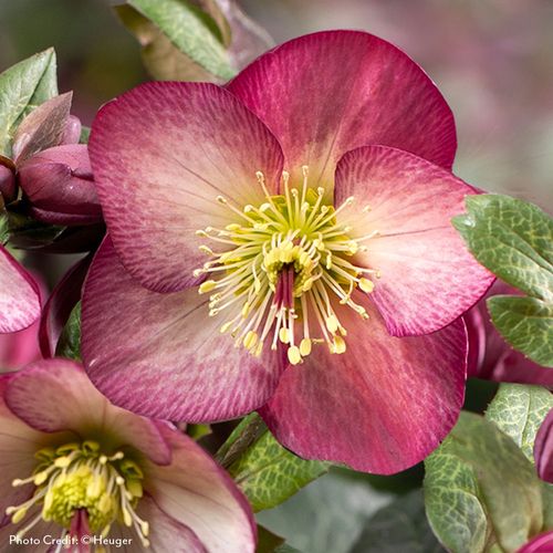 Helleborus HGC&reg; Ice N' Roses&reg; Mary Marble Hellebore Image