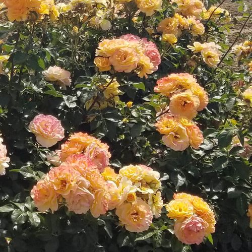 Ruffled Romance Floribunda Rose Image