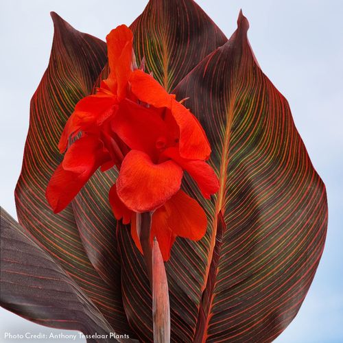 Canna Tropicanna&reg; Hot Tamale Canna Lily Bulb Image