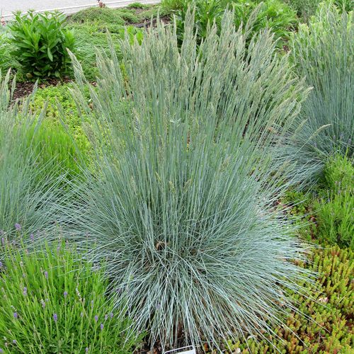 Festuca Beyond Blue&trade; Ornamental Fescue Image