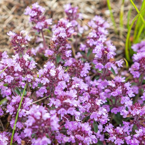 Thymus 'Elfin' Creeping Thyme Image