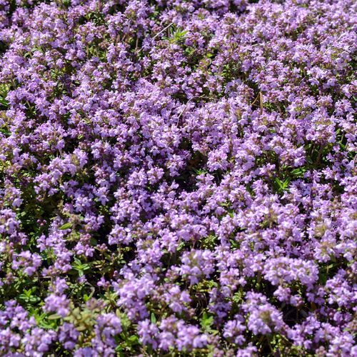 Thymus 'Elfin' Creeping Thyme Image