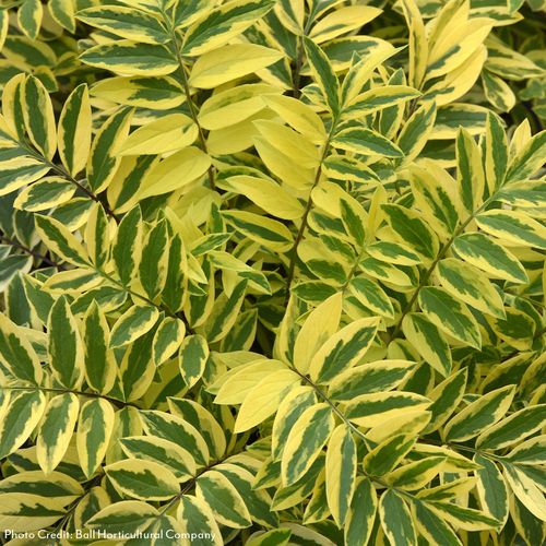 Polemonium 'Golden Feathers' Jacob's Ladder Image