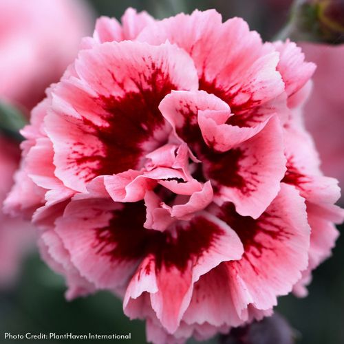 Dianthus Scent First&reg; Sugar Plum Image