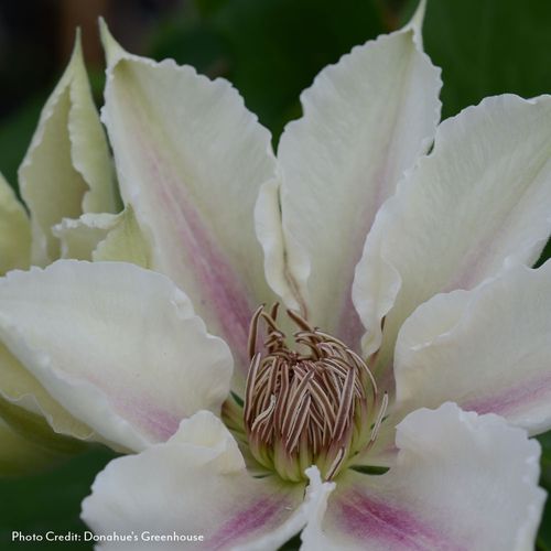 Clematis Corinne&trade; Image