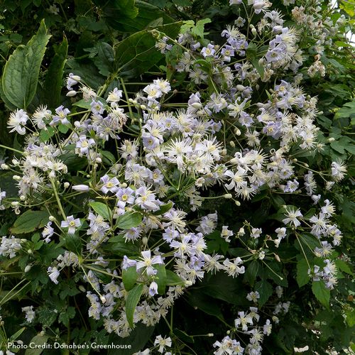 Clematis  Mrs. Robert Brydon Image