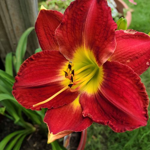 Hemerocallis 'Christmas Time' Daylily Image