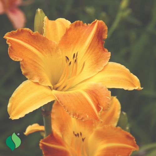 Hemerocallis Everydaylily&reg; Punch Yellow&reg; Daylily Image