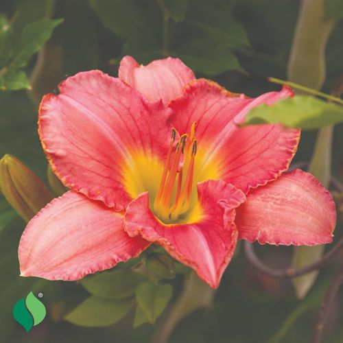 Hemerocallis Rosa Bellini Daylily Image
