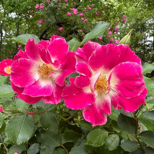 Flash Gordon Floribunda Rose Image
