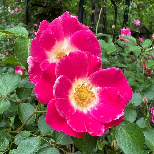 Flash Gordon Floribunda Rose Image
