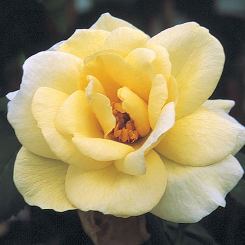 J. P. Connell Shrub Rose Image