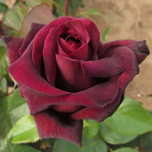 Sealed With a Kiss Hybrid Tea Rose Image