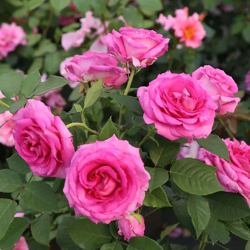 Raspberry Cupcake™ Hybrid Tea Rose | Jackson & Perkins