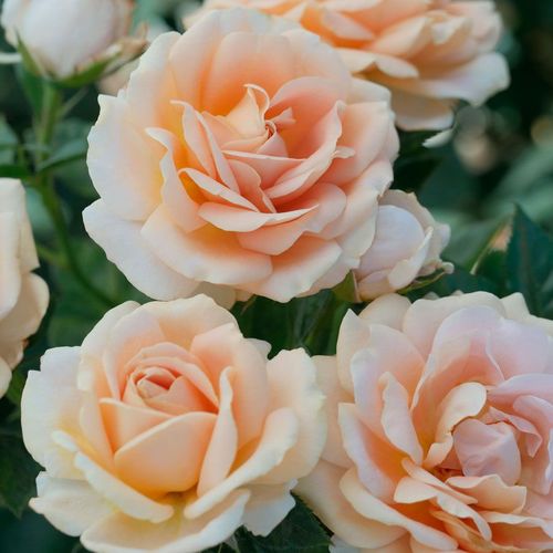 Champagne Dreams Floribunda Rose Image
