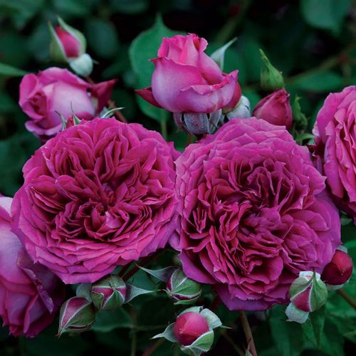 Like No Other Floribunda Roseimage