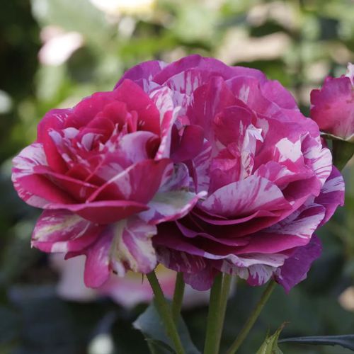 Show Your Stripes Grandiflora Roseimage