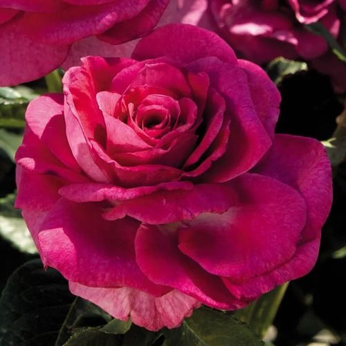 Sweet Intoxication Floribunda Rose Image