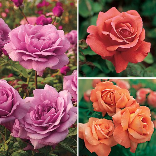 Fragrant Mixed Color Garden Roses Collection Image