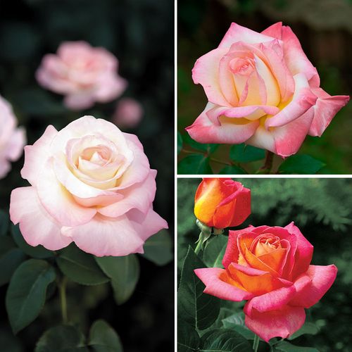 Cut Flower Hybrid Tea Roses Collection Image