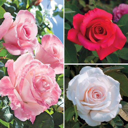 Jackson & Perkins Exclusive Hybrid Tea Roses Collection Image