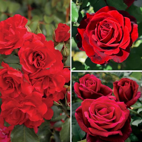 Mooloolaba Reds Roses Passionate Reds Garden Roses Collection | Jackson & Perkins