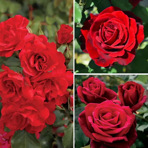 Passionate Reds Garden Roses Collection | Jackson & Perkins