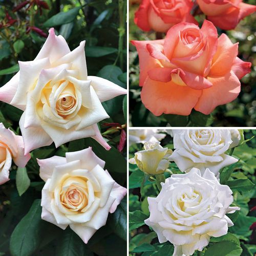 Big-Bloom Garden Roses Collection Image