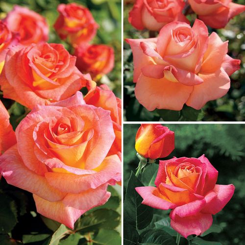 Multicolor Garden Roses Collection Image