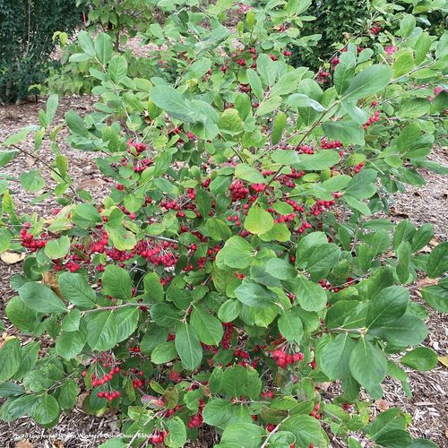 Aronia Berry Scape&reg; Red Aronia Image