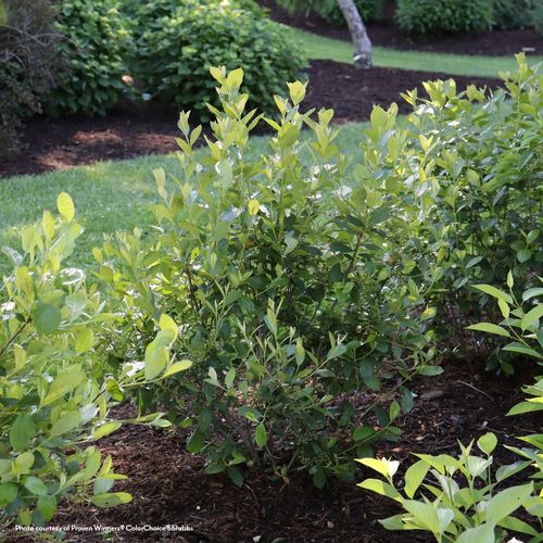 Aronia Berry Scape&reg; Red Aronia Image