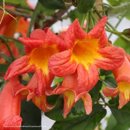 Bignonia Dressed to Thrill&reg; Crossvine Image