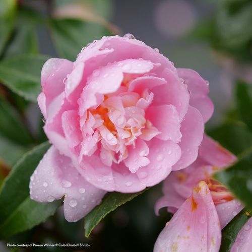 Camellia Just Chill&reg; Double Pink Image
