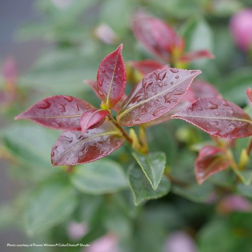 Camellia Just Chill&reg; Double Pink Image