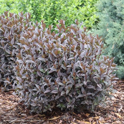 Diervilla Kodiak Jet Black&reg; Bush Honeysuckle Image