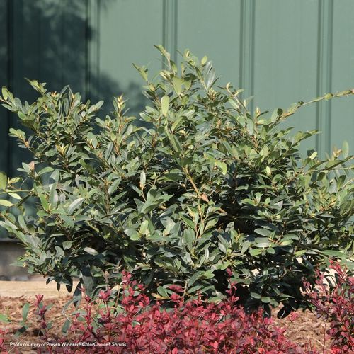 Distylium Buckhead&trade; Bold Winter-Hazel Image