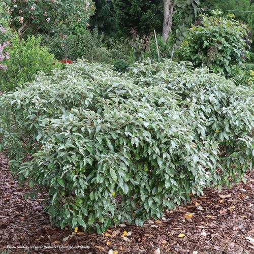 Elaeagnus Mr. Smooth&reg; Seedless Thornless Silverthorn Image