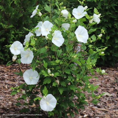 Hibiscus Paraplu&reg; Pure White Rose of Sharon Image