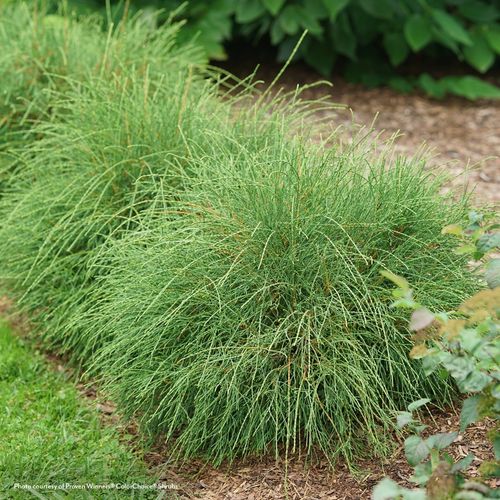 Thuja Whip It Good&reg; Arborvitae Image